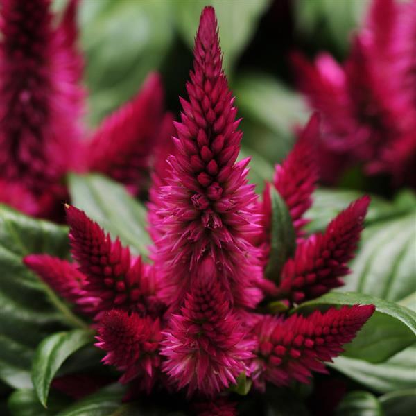 Kosmo Cherry Celosia - Bloom