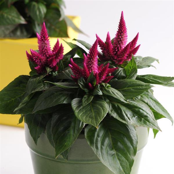 Kosmo Cherry Celosia - Container