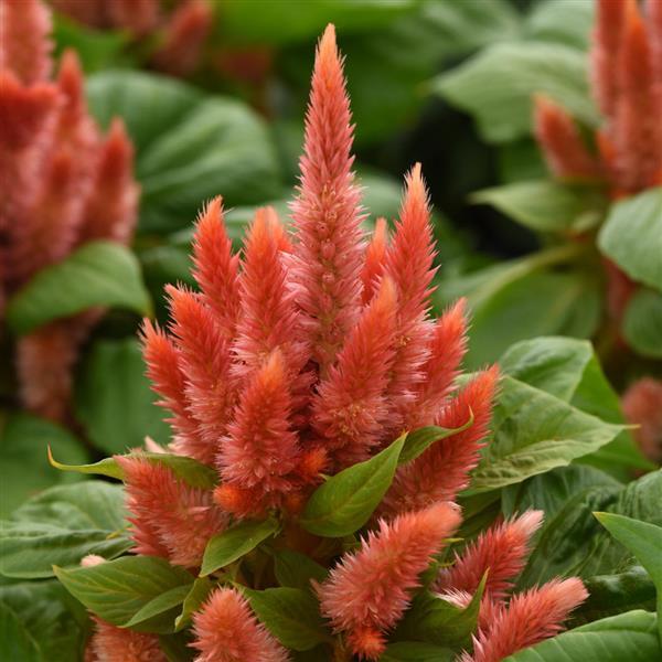 Kosmo Orange Celosia - Bloom