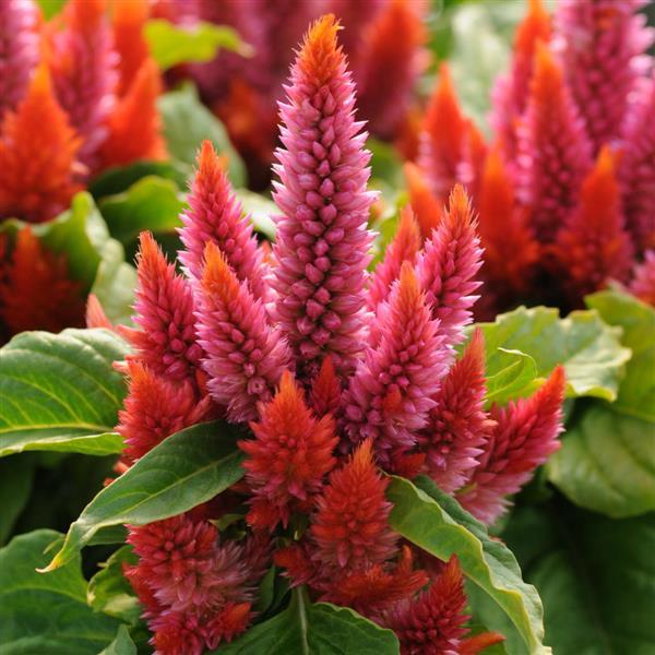 Kosmo Salmon Celosia - Bloom