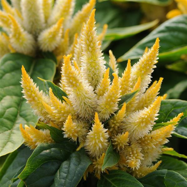 Kosmo Yellow Celosia - Bloom