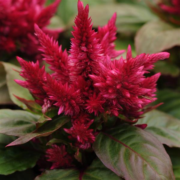 Kosmo Purple Red Celosia - Bloom