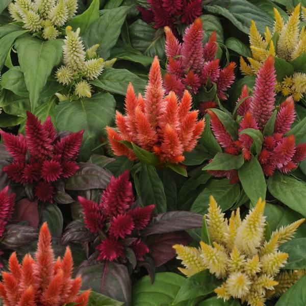 Kosmo Mixture Celosia - Bloom