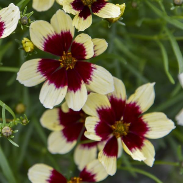 Coreopsis Designer Threads Creamy Calico