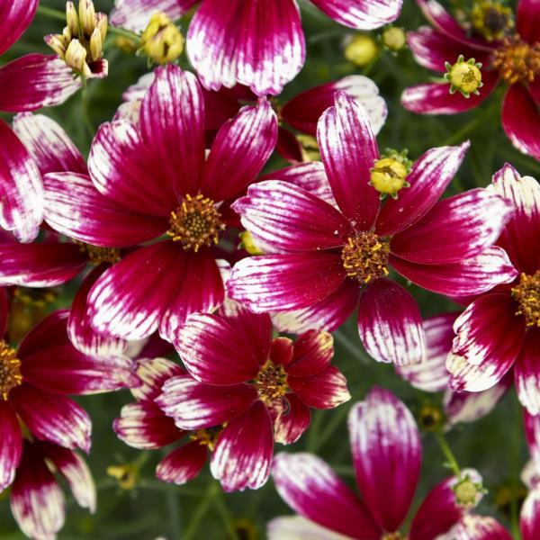 Coreopsis Designer Threads Heartstrings
