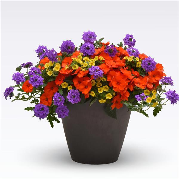 Peach of My Heart MixMasters™ - Bloom