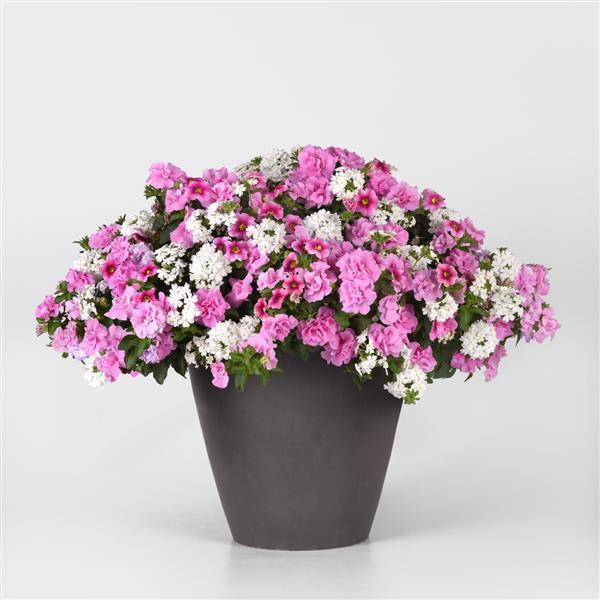 Piece of Cake MixMasters™ - Bloom