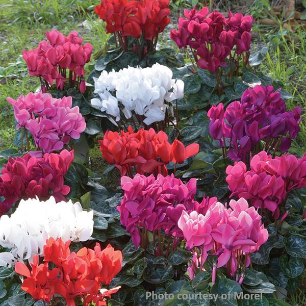 Tianis® Mix Cyclamen - Bloom