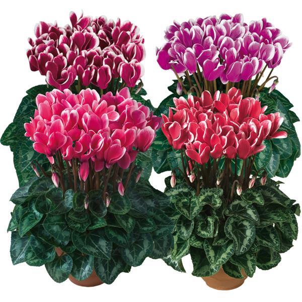 Tianis® Fantasia Mix Cyclamen - Bloom