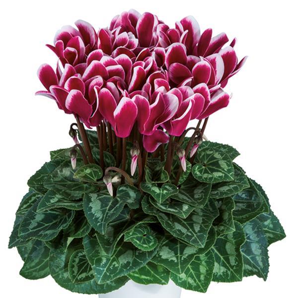 Tianis® Fantasia Deep Magenta Cyclamen - Bloom