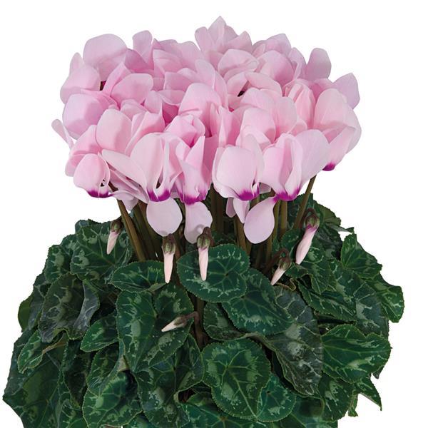 Tianis® Light Pink Purple Eye Cyclamen - Bloom