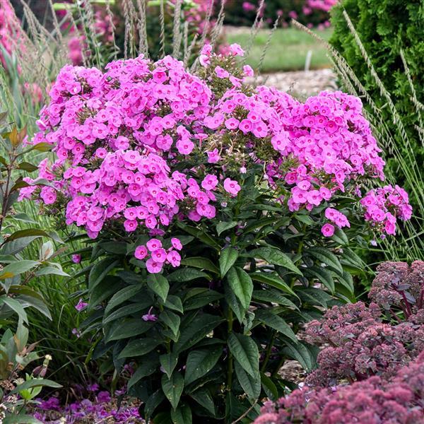 Phlox Luminary Prismatic Pink - Landscape