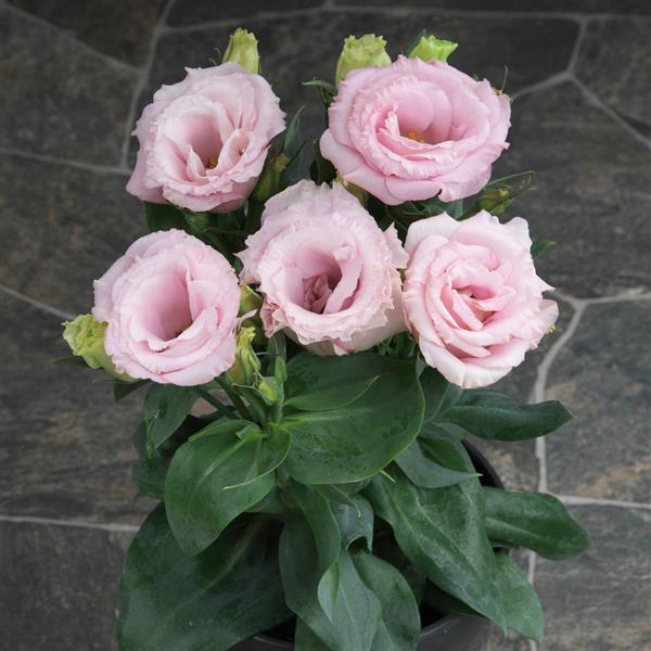 Julietta Pink Lisianthus - Container