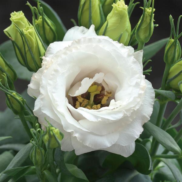 Julietta White Lisianthus - Bloom