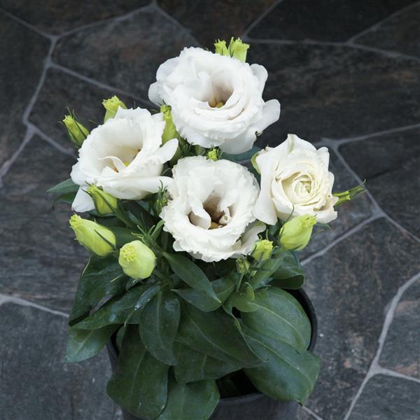 Julietta White Lisianthus - Container