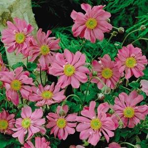 Anemone hupehensis Prinz Heinrich - Bloom