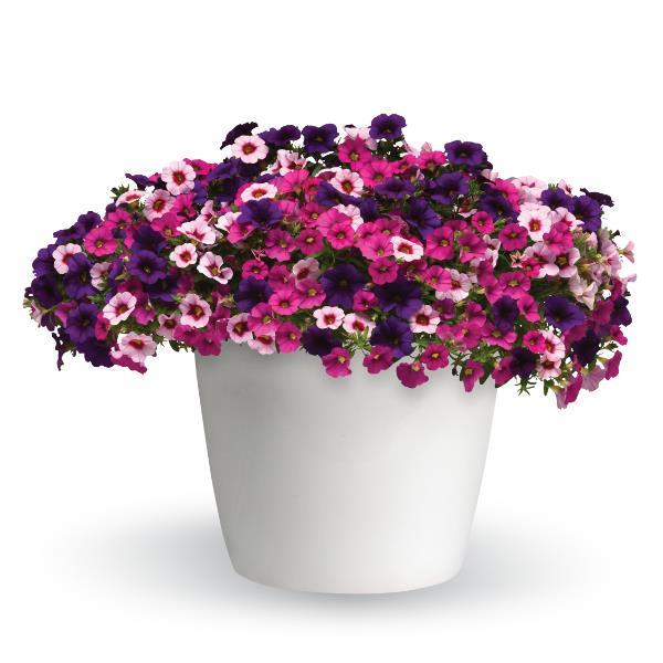 Berry Daring Trixi® - Bloom