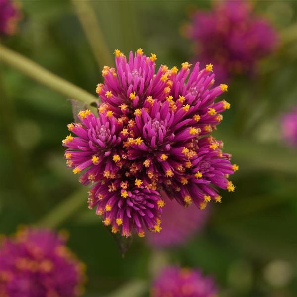 Fireworks Gomphrena - Bloom