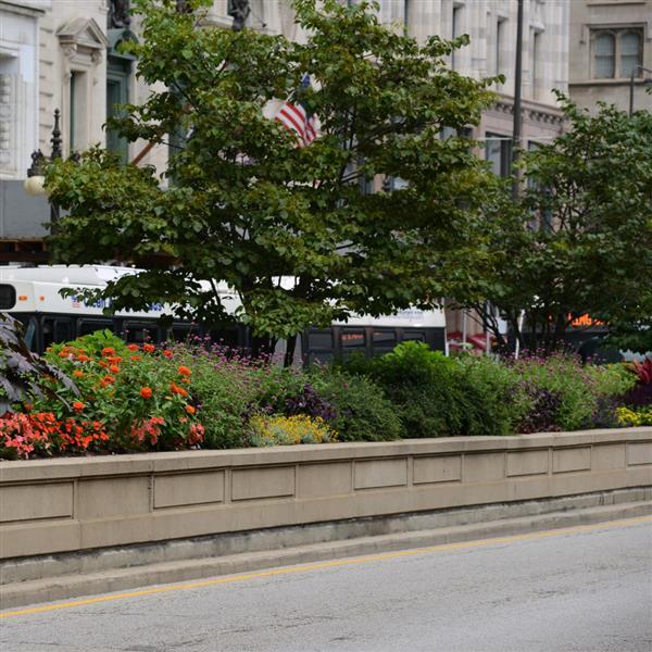 Fireworks Gomphrena - Commercial Landscape 1
