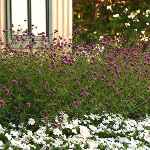 Fireworks Gomphrena - Commercial Landscape 2
