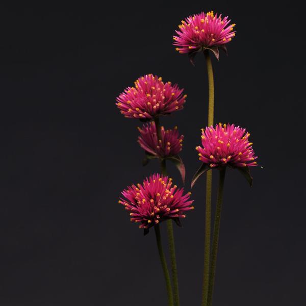 Fireworks Gomphrena - Cutflower
