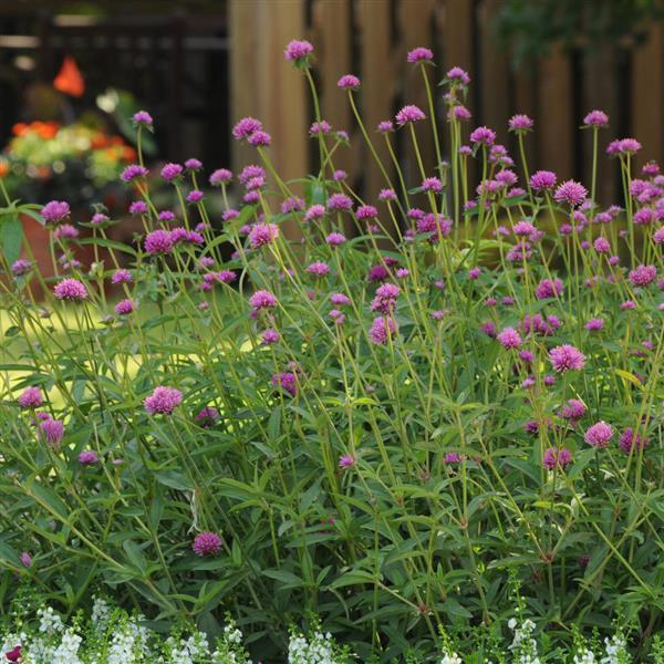 Fireworks Gomphrena - Landscape