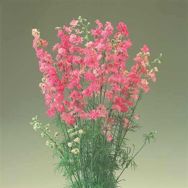 Cannes Rose Stripe Larkspur