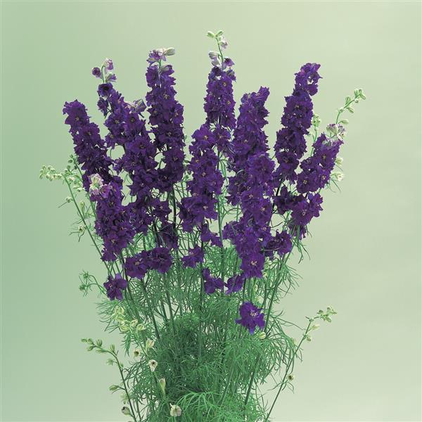 Cannes Deep Blue Larkspur
