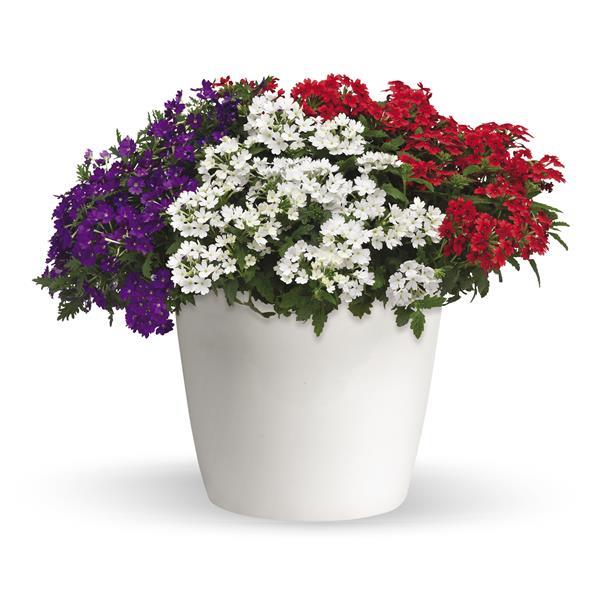 Little Liberty Trixi® - Bloom