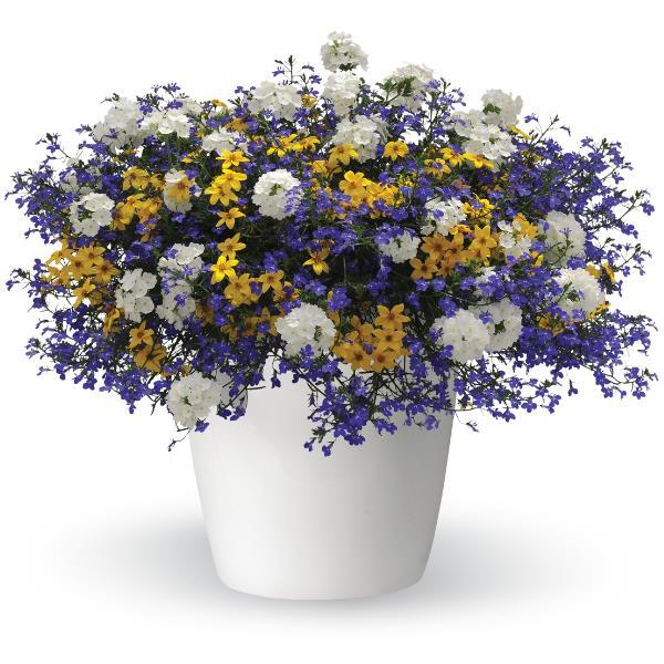 Out of the Blue Trixi® - Bloom