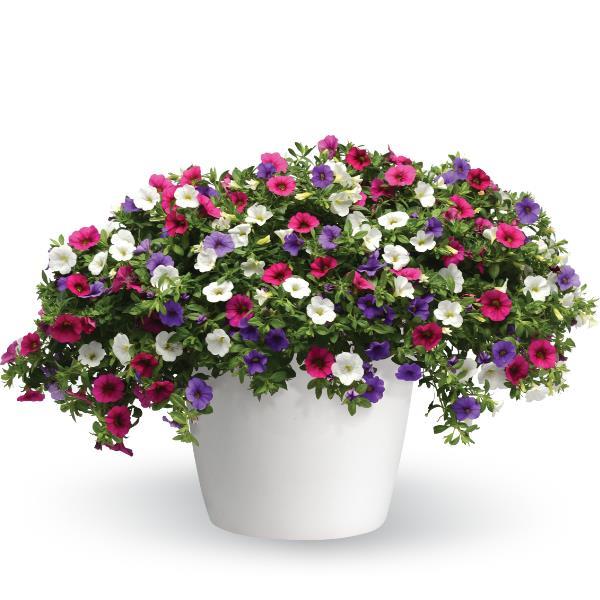 Wild Berry Trixi® - Bloom