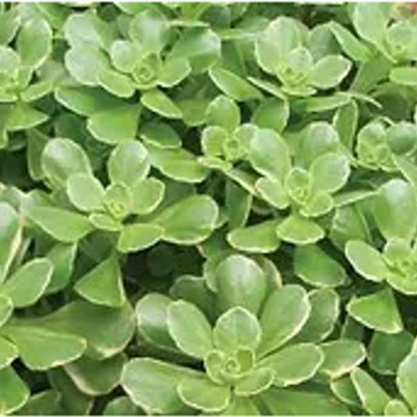 Sedum kamtschaticum Variegatum - Bloom