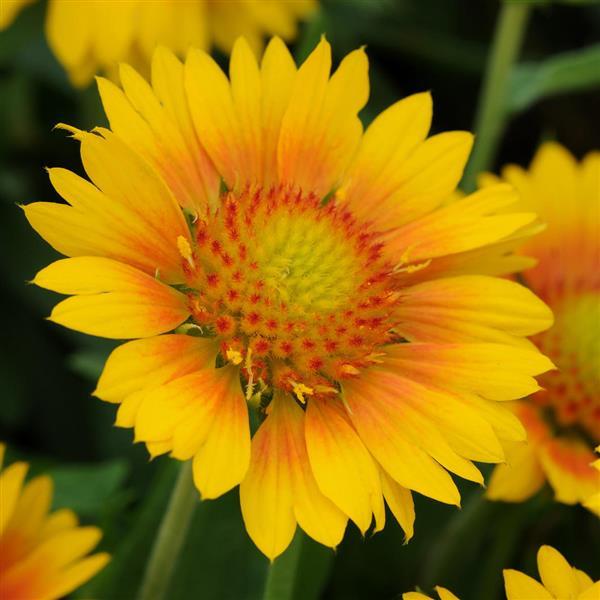 Gaillardia Mesa™ Peach - Bloom