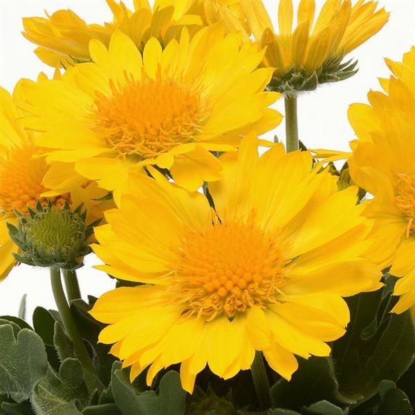Gaillardia Mesa™ Yellow - Bloom