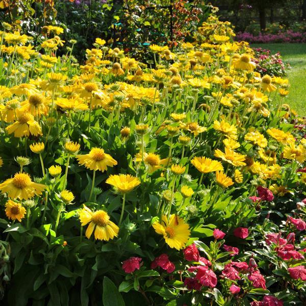 Gaillardia Mesa™ Yellow - Landscape