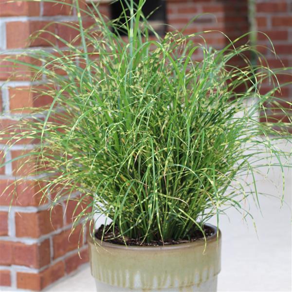 Miscanthus sinensis Bandwidth - Container