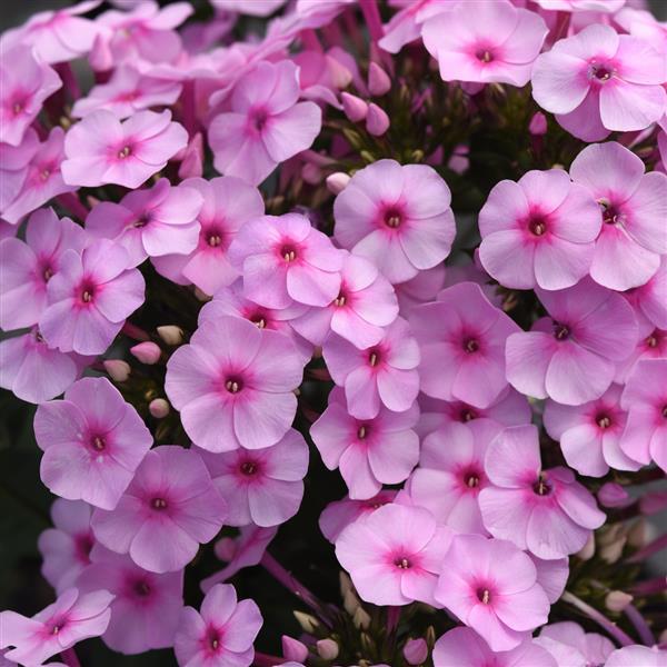 Phlox paniculata Super Ka-Pow™ Blue - Bloom