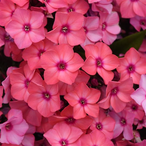 Phlox paniculata Super Ka-Pow™ Coral - Bloom