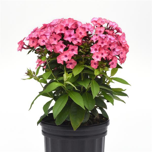 Phlox paniculata Super Ka-Pow™ Coral - Container