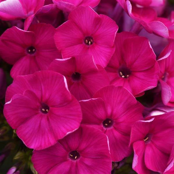 Phlox paniculata Super Ka-Pow™ Fuchsia - Bloom
