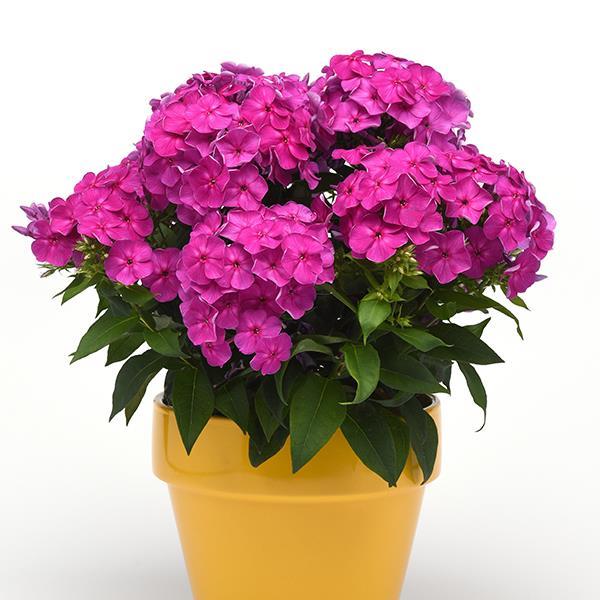 Phlox paniculata Super Ka-Pow™ Lavender - Container