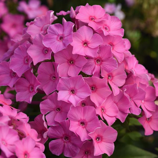 Phlox paniculata Super Ka-Pow™ Pink - Bloom