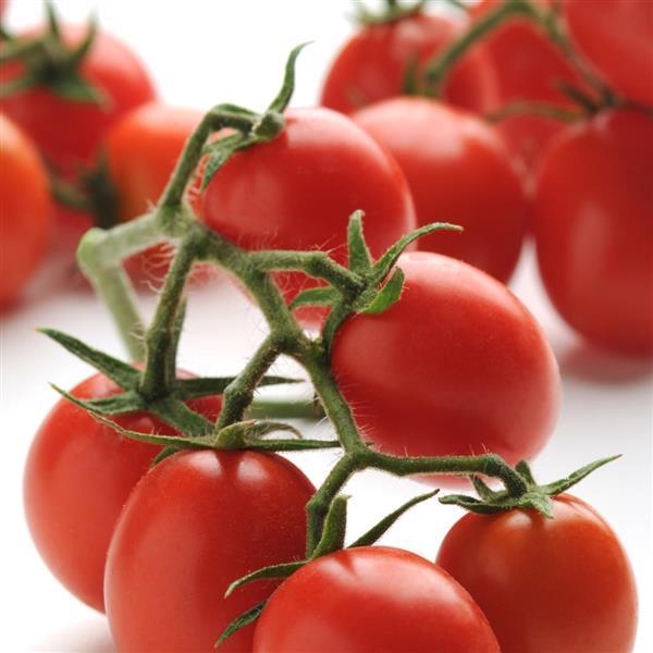 Topsy Tom Tomato - Bloom
