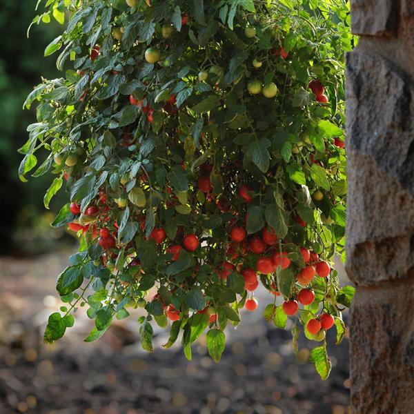 Topsy Tom Tomato - Garden