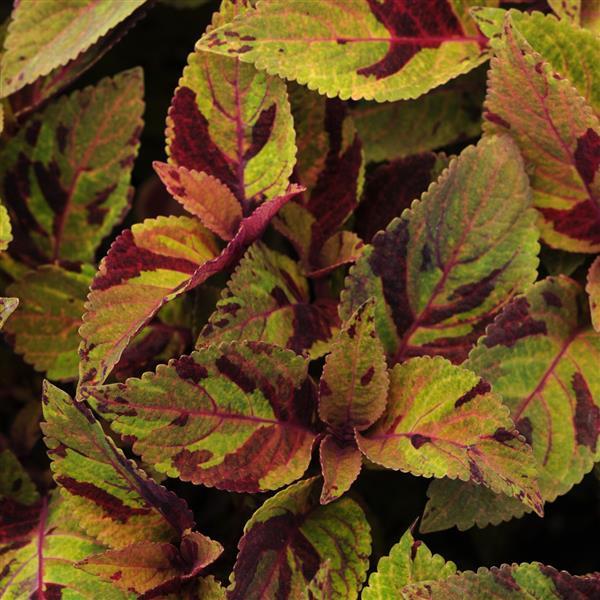 Mighty Mosaic Coleus, Premium Sun - Bloom