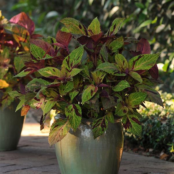 Mighty Mosaic Coleus, Premium Sun - Container
