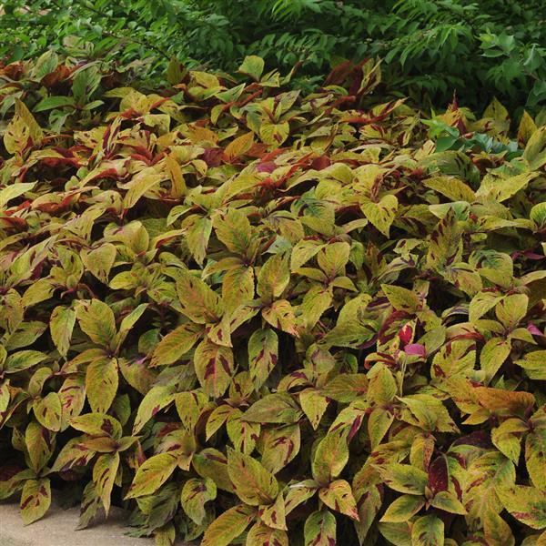 Mighty Mosaic Coleus, Premium Sun - Landscape
