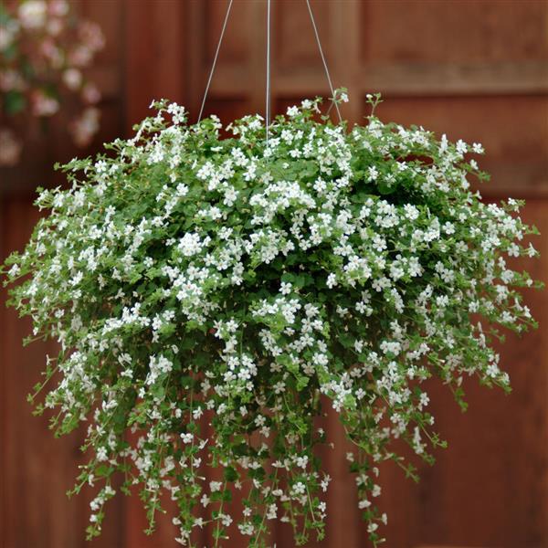 Snowtopia Bacopa