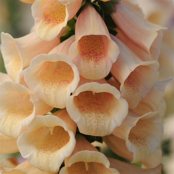 Digitalis Dalmatian Peach - Bloom
