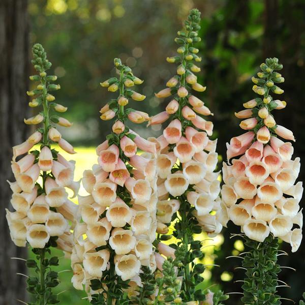 Digitalis Dalmatian Peach - Landscape